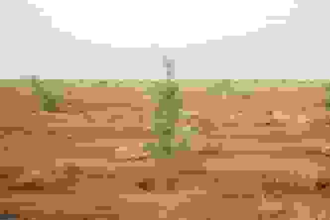 احیای بیش از ۸ میلیون هکتار اراضی بیابانی کشور