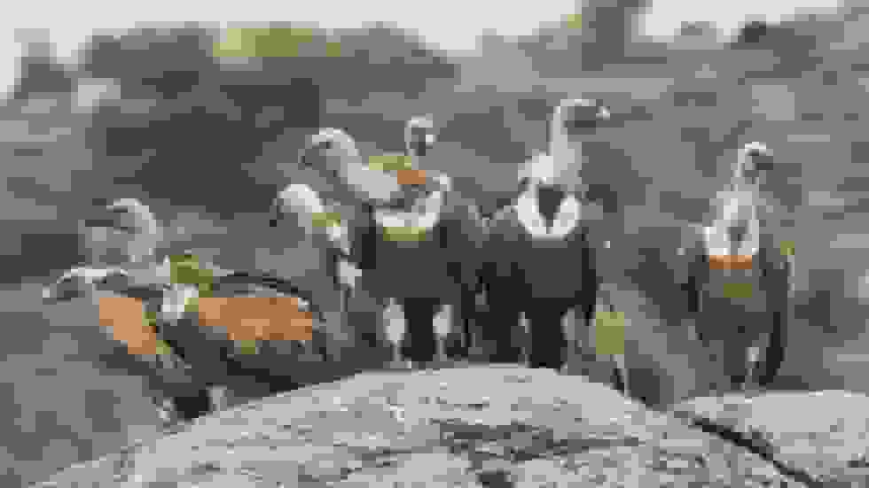 هشدار آفریقای جنوبی درباره بحران جمعیت کرکس‌ها