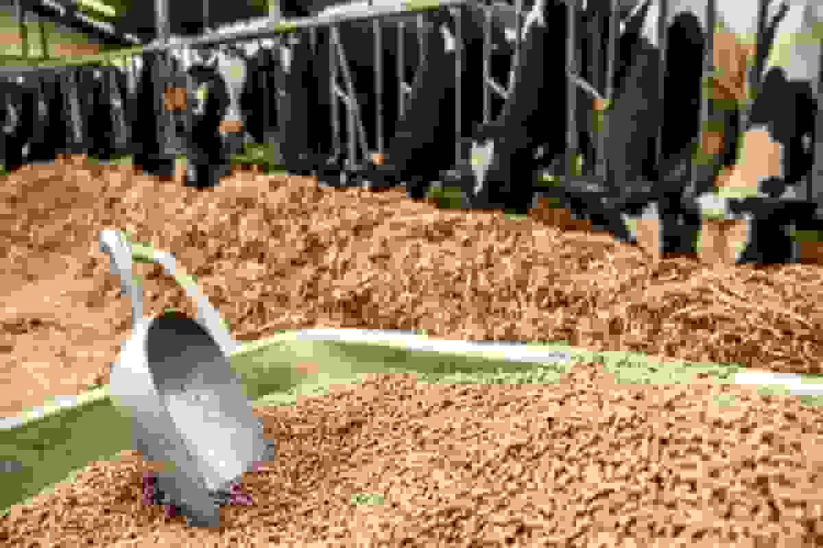 سیگنال ارزی به بازار دام و طیور؛ ۳۰۰ میلیون یورو در راه است