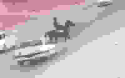 تصادف شدید پژو با اسب و سوارکار در کازرون و فرار راننده