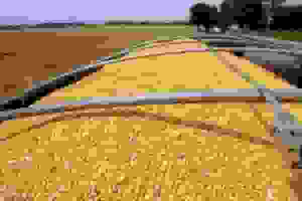 هشدار سازمان بازرسی به متخلفان نهاده‌های دامی