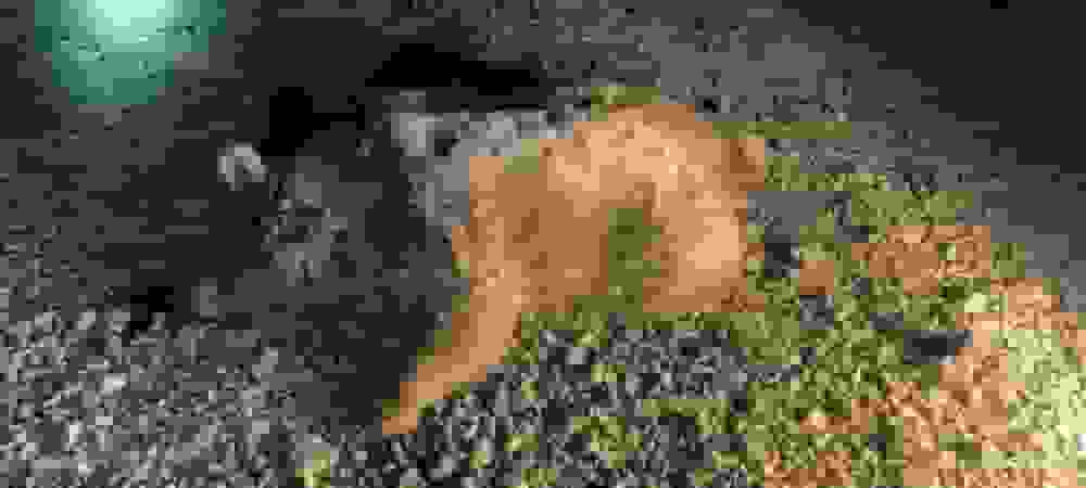 یک خرس قهوه‌ای در سرچهان فارس قربانی جاده‌های ناامن و خشکسالی شد