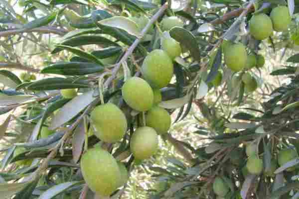 برداشت ۲۵ هزار تنی زیتون در شهرستان طارم