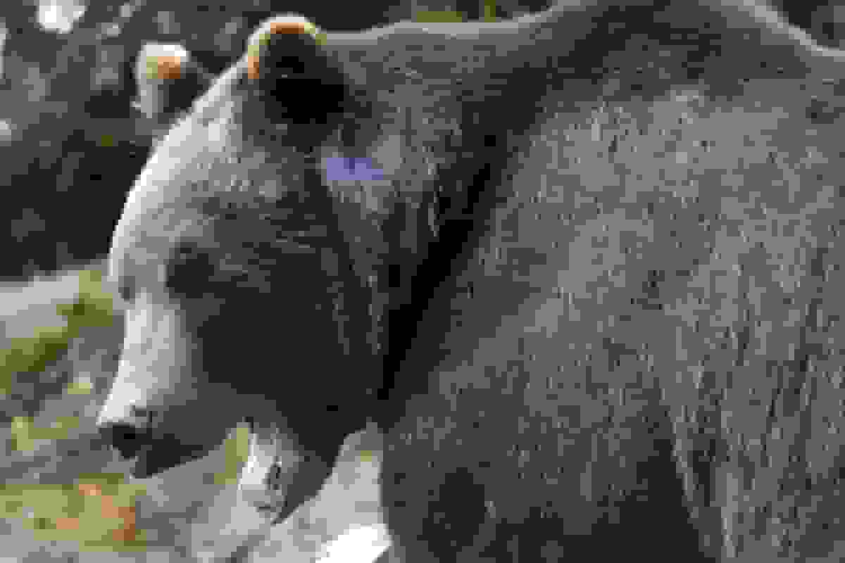 پاک شدن رالی تابستانی بیتکوین توسط بازار نزولی پاییز