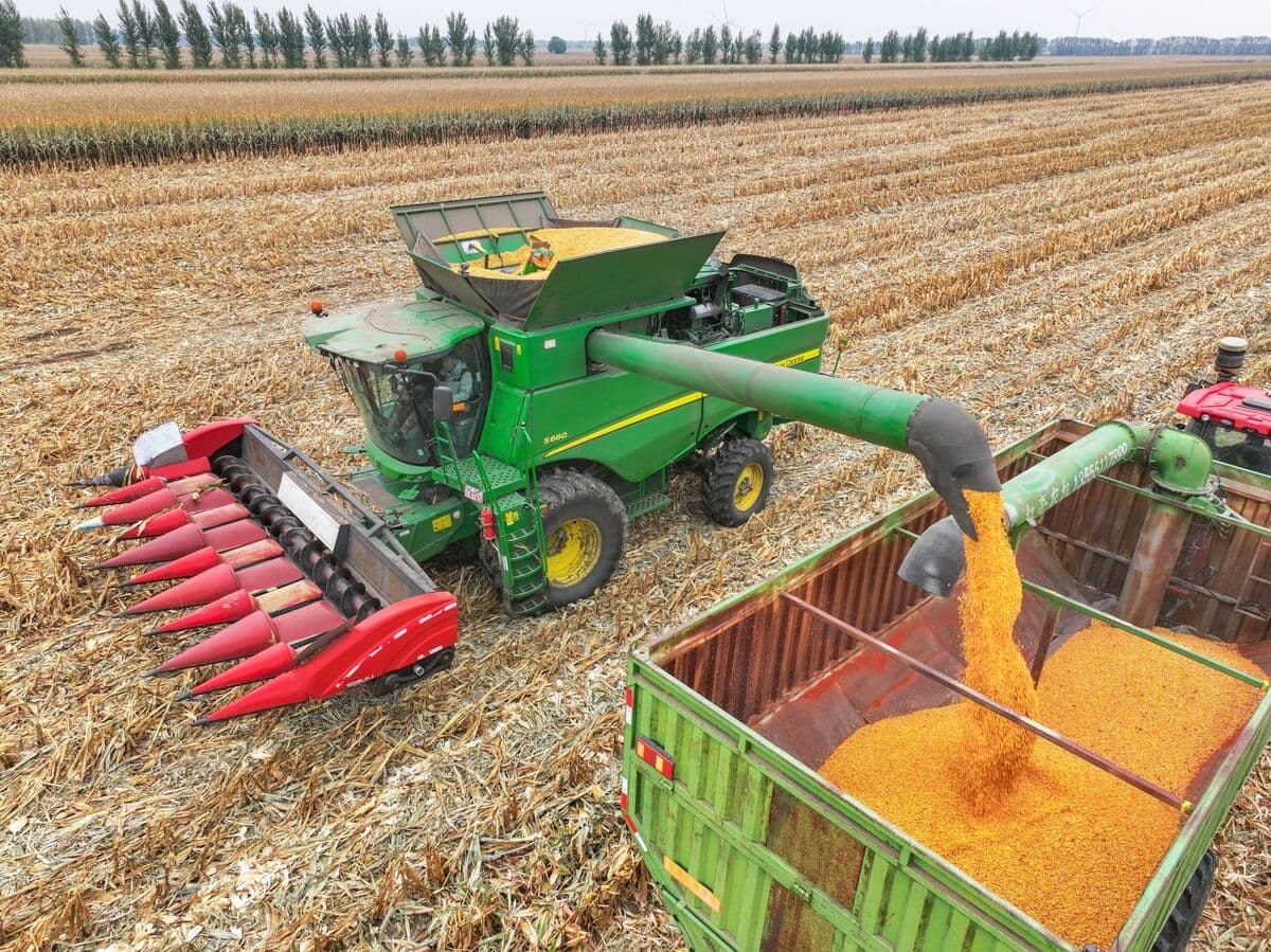 چین برای تضمین برداشت ذرت پس از بارانهای سیلآسا و پوسیدگی محصولات تلاش میکند