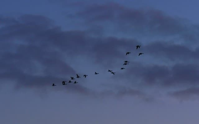 مهاجرت دادهها در نوسازی نرمافزار: تعادل میان اتوماسیون و تخصص توسعهدهندگان
