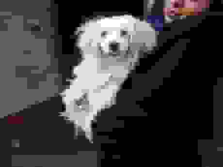 توضیحات عضو شورای شهر درباره ورود حیوانات خانگی به وسایل نقلیه عمومی