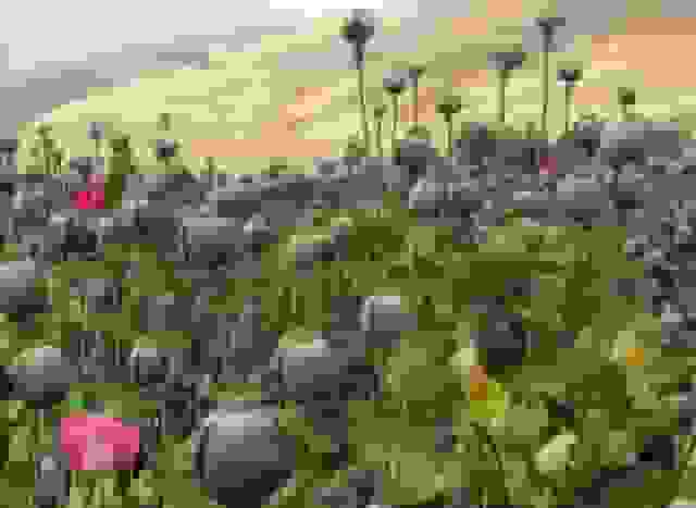 نیاز ۵۰۰ تنی صنعت دارو به تریاک؛ کشت خشخاش یا واردات؟