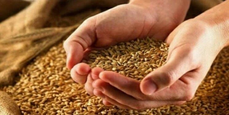 تعیین قیمت گندم بدون نتیجه ماند؛ انتظار برای ورود رئیسجمهور