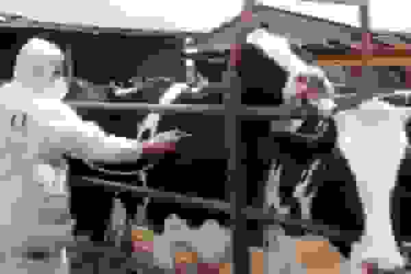 شیوع تب برفکی در دامداریهای ایران و اقدامات کنترل بیماری