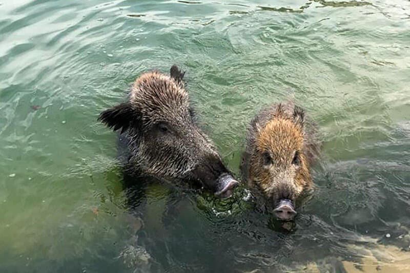 گراز وحشی در استخر ویلایی ترقیان تهران گرفتار شد