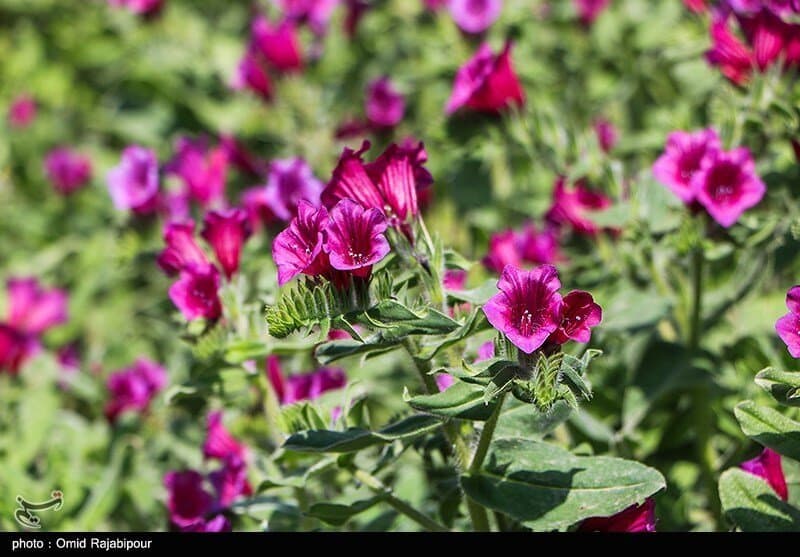گل گاوزبان: گیاهی با خواص درمانی آرامشبخش و تقویتکننده سیستم ایمنی