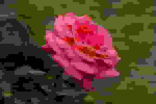 کشف ترکیب شیمیایی بیسابقه در گلبرگ رزهای وحشی ایران