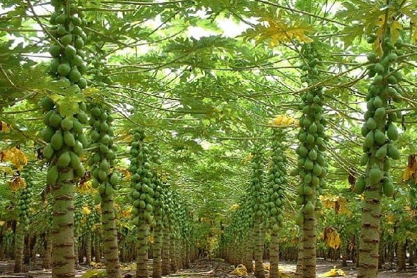 کشت ۳۰ هکتار پاپایا در سرباز؛ توسعه تولید میوههای استوایی