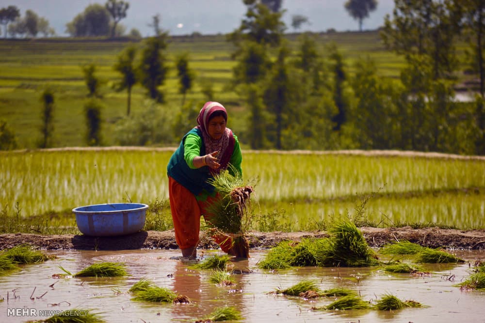 تاجران برنج هند بهدنبال فتح بازارهای نوظهور خاورمیانه و آسیا