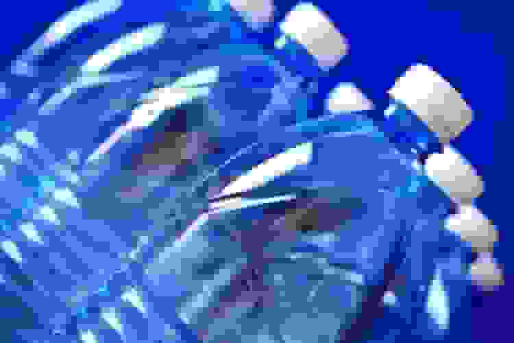 وجود میکروپلاستیکها در تمام نوشیدنیهای آزمایششده