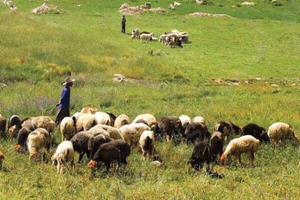 سرگزی: کنترل و پایش بهداشتی دامها در مرزهای جنوب شرق کشور