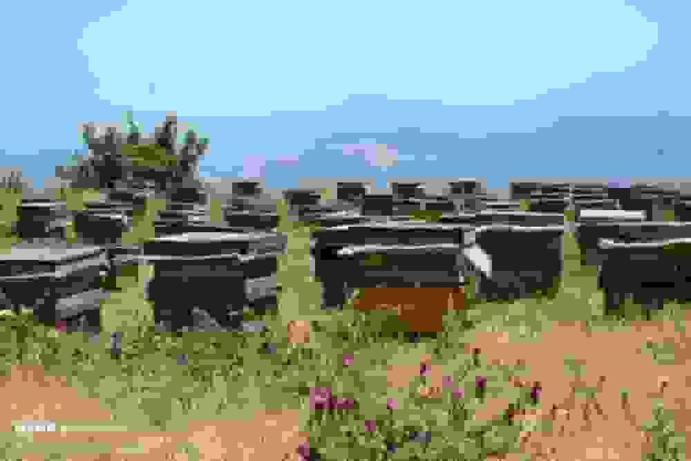 شهد شیرین عسل در زنبورستانهای مازندران؛ سرشماری کلنی زنبورها