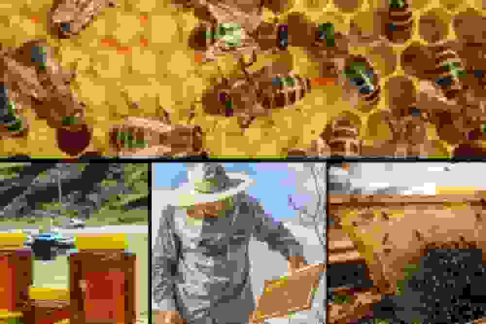 شهد شیرین عسل در زنبورستانهای مازندران