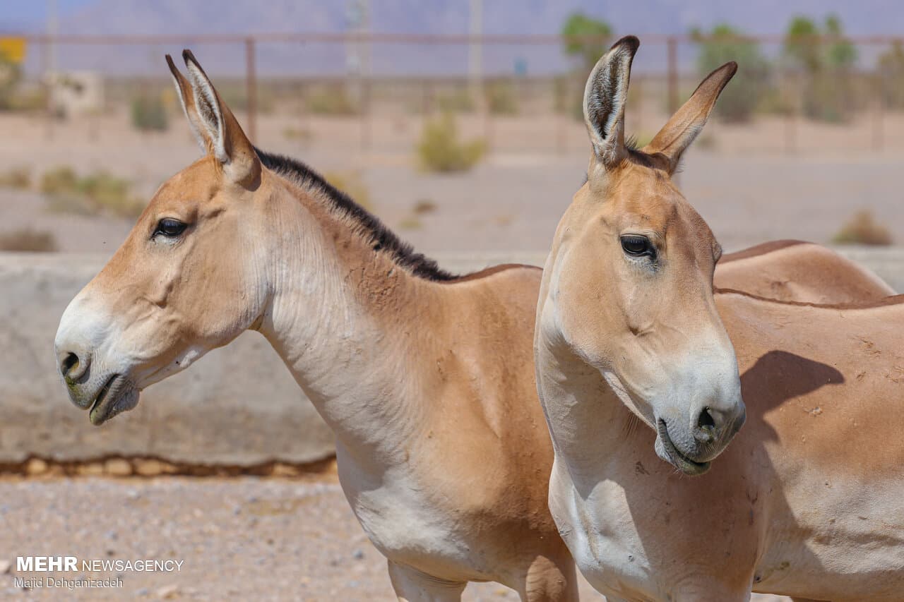 احیای گورخر ایرانی نمونه موفق حفاظت از گونههای در معرض انقراض