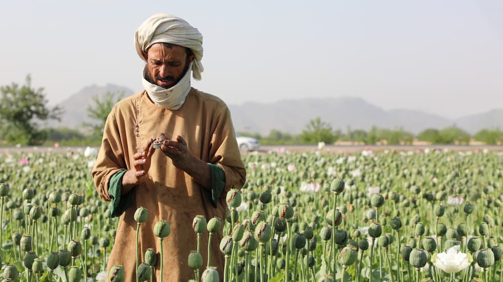 اعتیاد، ملاها و مت: درون جنگ سخت طالبان علیه مواد مخدر در افغانستان