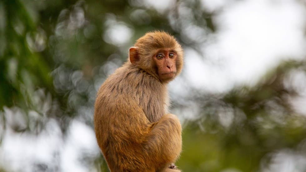 پلیس آمریکا میمونهای آزمایشگاهی فراری را به عنوان «خطرناک» میکشد