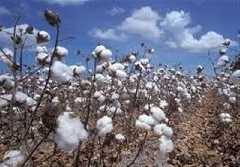 خشکسالی عامل اصلی کاهش کشت پنبه در گلستان