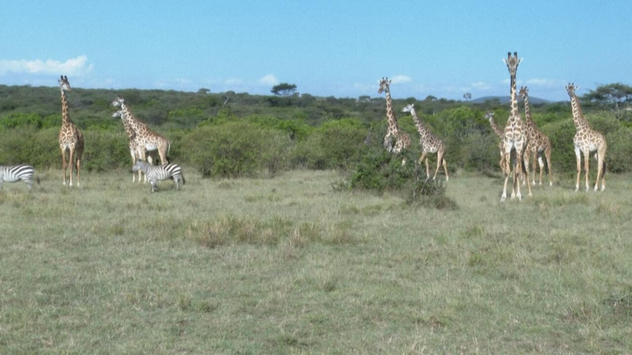 شرط جسورانه حفاظتگاه ناشولای کنیا در همزیستی با حیات وحش