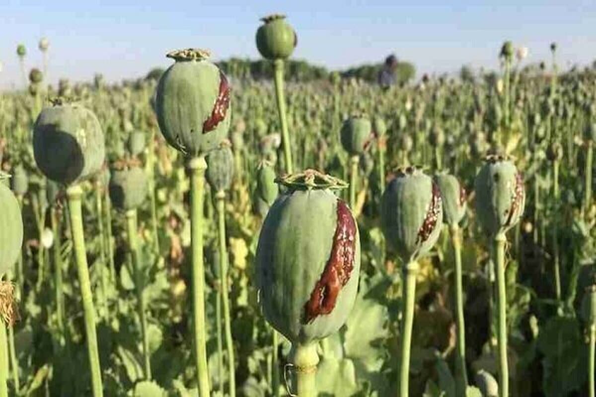 کاهش منابع خشخاش تهدیدی برای صنعت داروسازی ایران