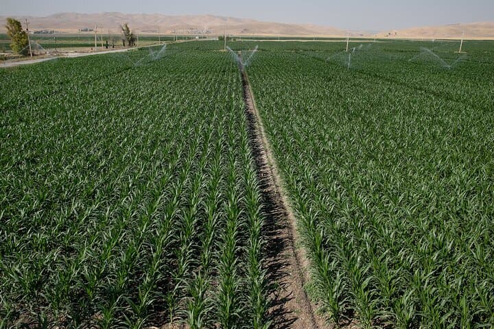 اشتغالزایی برای ۵۰ هزار نفر با جهش فعالیتهای کشاورزی در کرمانشاه