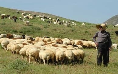 ۹۰ درصد دامداریهای آذربایجان غربی بهصورت سنتی فعالیت میکنند