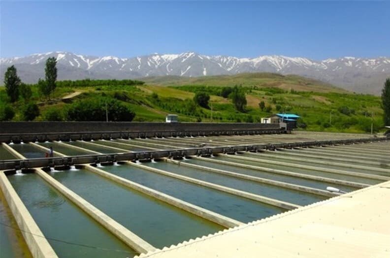 رشد ۱۹۴ درصدی صدور مجوز صادرات آبزیان در استان همدان