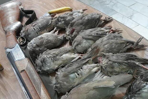 دستگیری شکارچی غیرمجاز در پناهگاه حیاتوحش قمصر