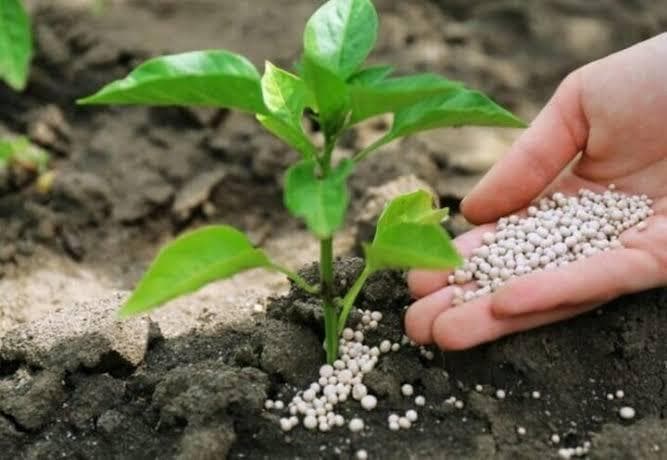 توزیع بیش از ۵ هزار تن کود اوره بین کشاورزان کهگیلویه و بویراحمد در نیمه نخست سال