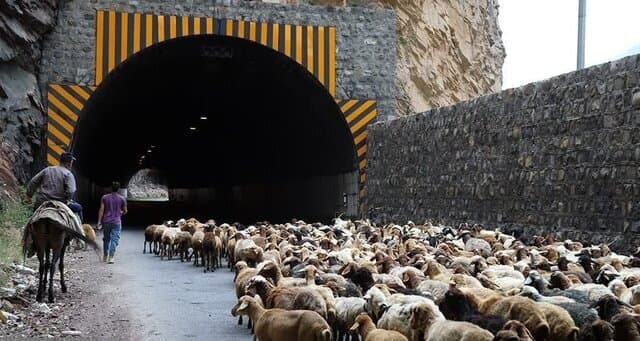 انسداد محور کندوان به دلیل تردد احشام