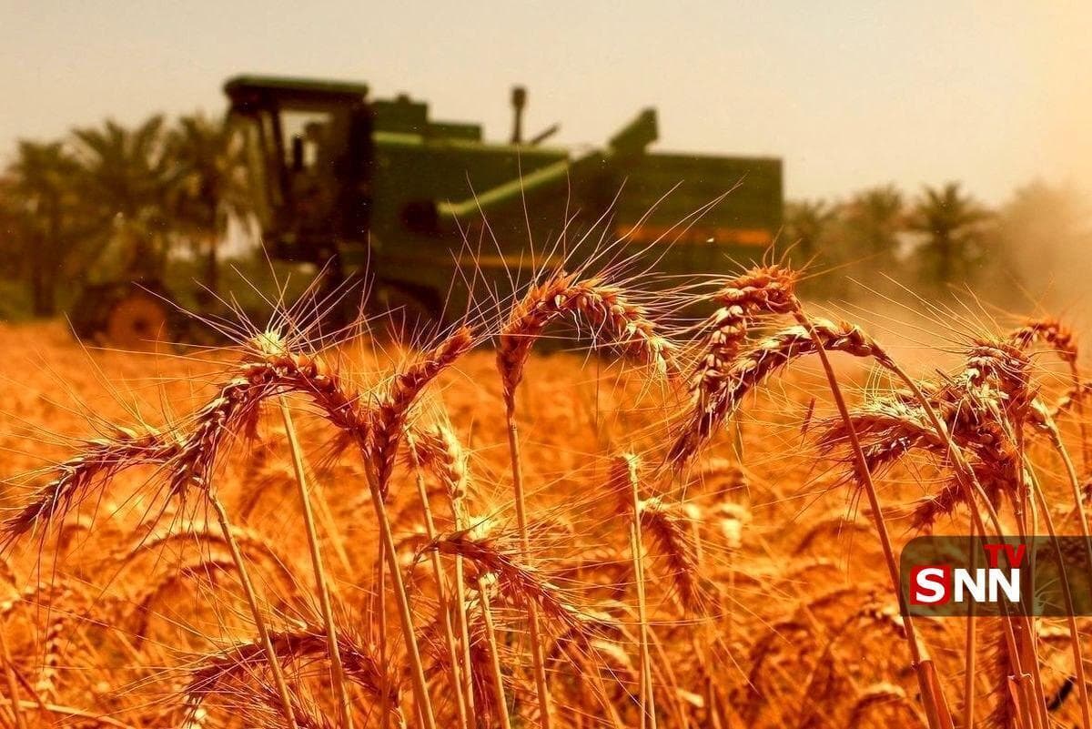 تعیین نرخ خرید تضمینی گندم ۲۹.۵۰۰ تومان برای سال زراعی ۱۴۰۴-۱۴۰۵