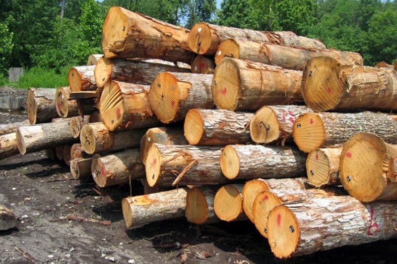 کشف ۹ تن چوب قاچاق در اسلامآباد غرب