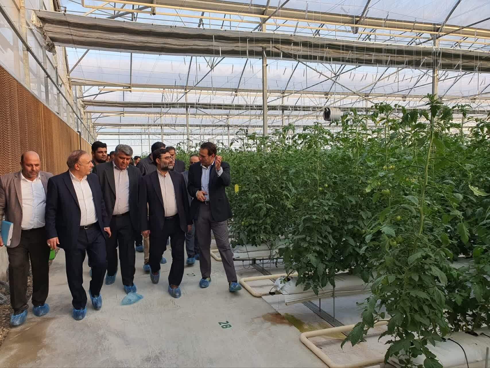 رفع موانع تولید گلخانهای در البرز در اولویت فوری قرار گرفت