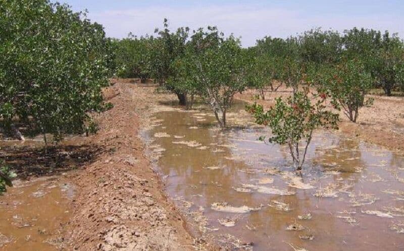 ضرورت اصلاح روشهای سنتی کشاورزی در زنجان