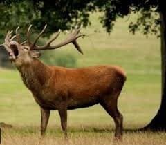 مساعی عدلیه و محیطبانان برای نجات زیستمندان جهاننما