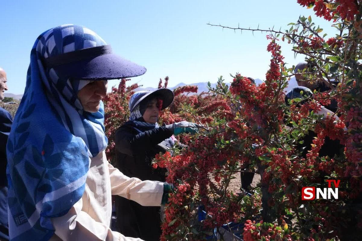طلای سرخ در چنگال دلالان؛ سرنوشت زرشک خراسان جنوبی در نبود صنایع تبدیلی