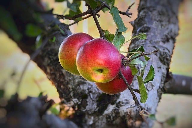 گردش مالی ۱۰ همتی سیب مراغه و نقش دانشگاهها در احیای دریاچه ارومیه
