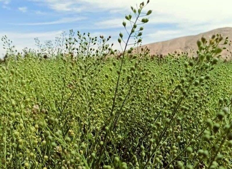 کشت کاملینا در شهرکرد برای رعایت الگوی کشت و بهرهوری آب