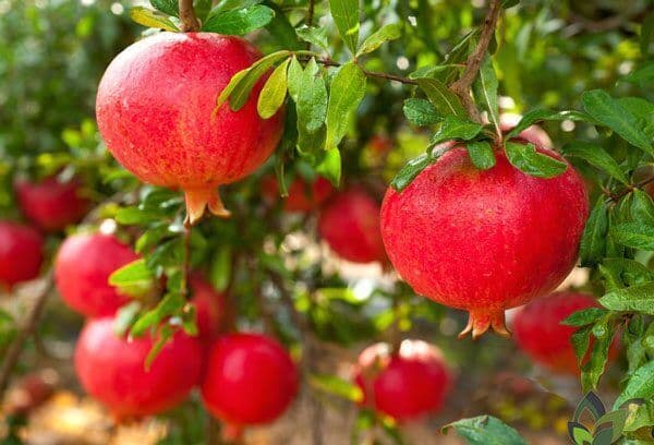 توسعه آبیاری قطرهای در باغات انار چهارمحال و بختیاری