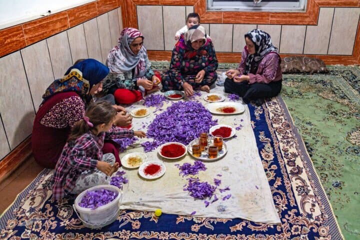 ۱۲۵۰ هکتار زعفران در گلستان کشت شد