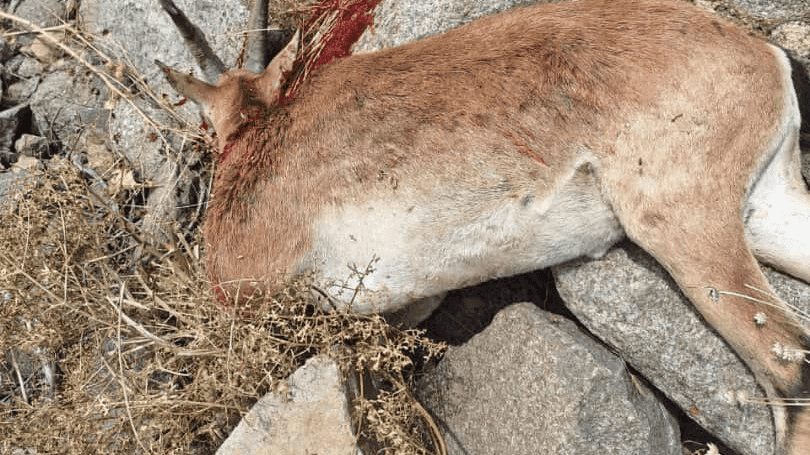 دستگیری عضو باند شکار غیرمجاز در چهارباغ با کشف سلاح و فشنگ