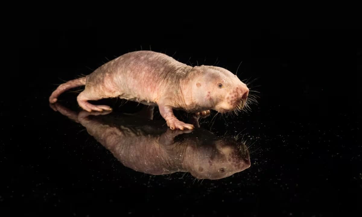 کشف DNA موش صحرایی برهنه: کلید افزایش طول عمر انسان